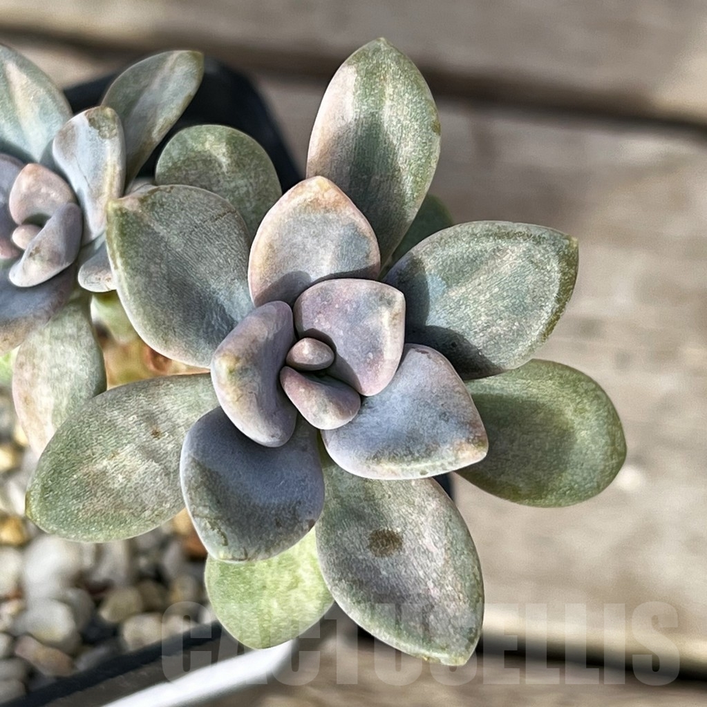 SHPR16218 Graptophytum 'Supreme Variegatum'