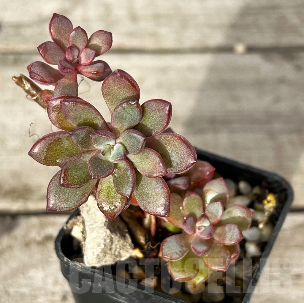 SHPR16219 Graptoveria 'Purple Dream' - Image 2