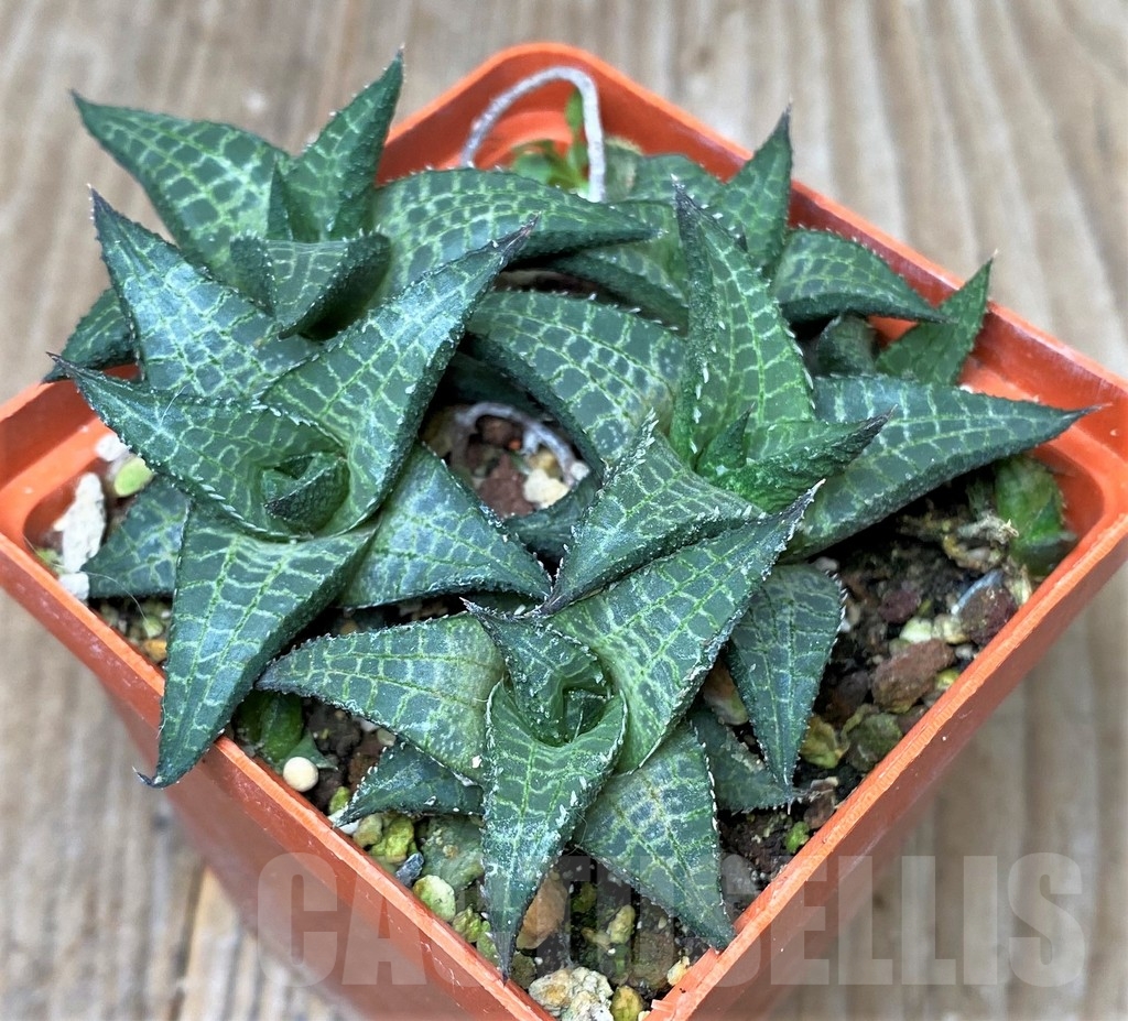 SHPR16183 Haworthia tessellata v. parva - immagine 2