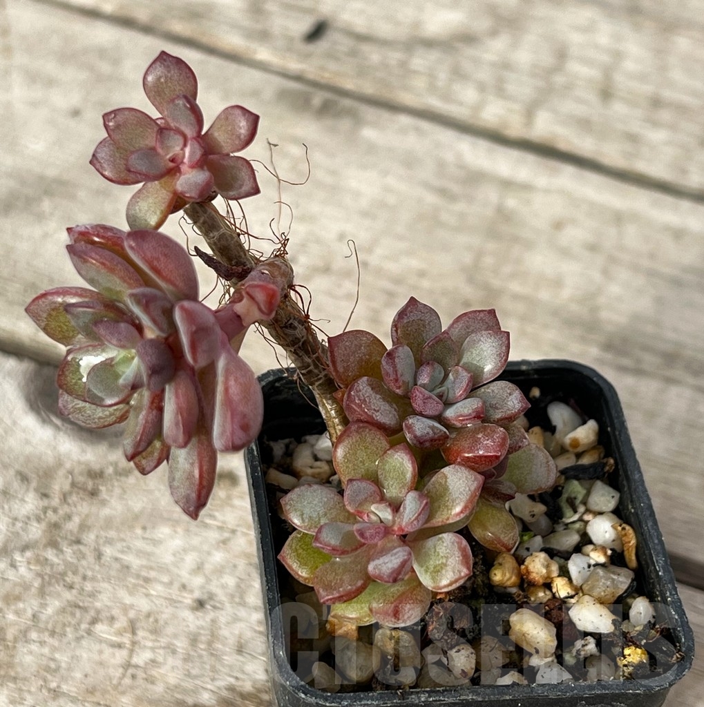 SHPR16219 Graptoveria 'Purple Dream' - Image 3