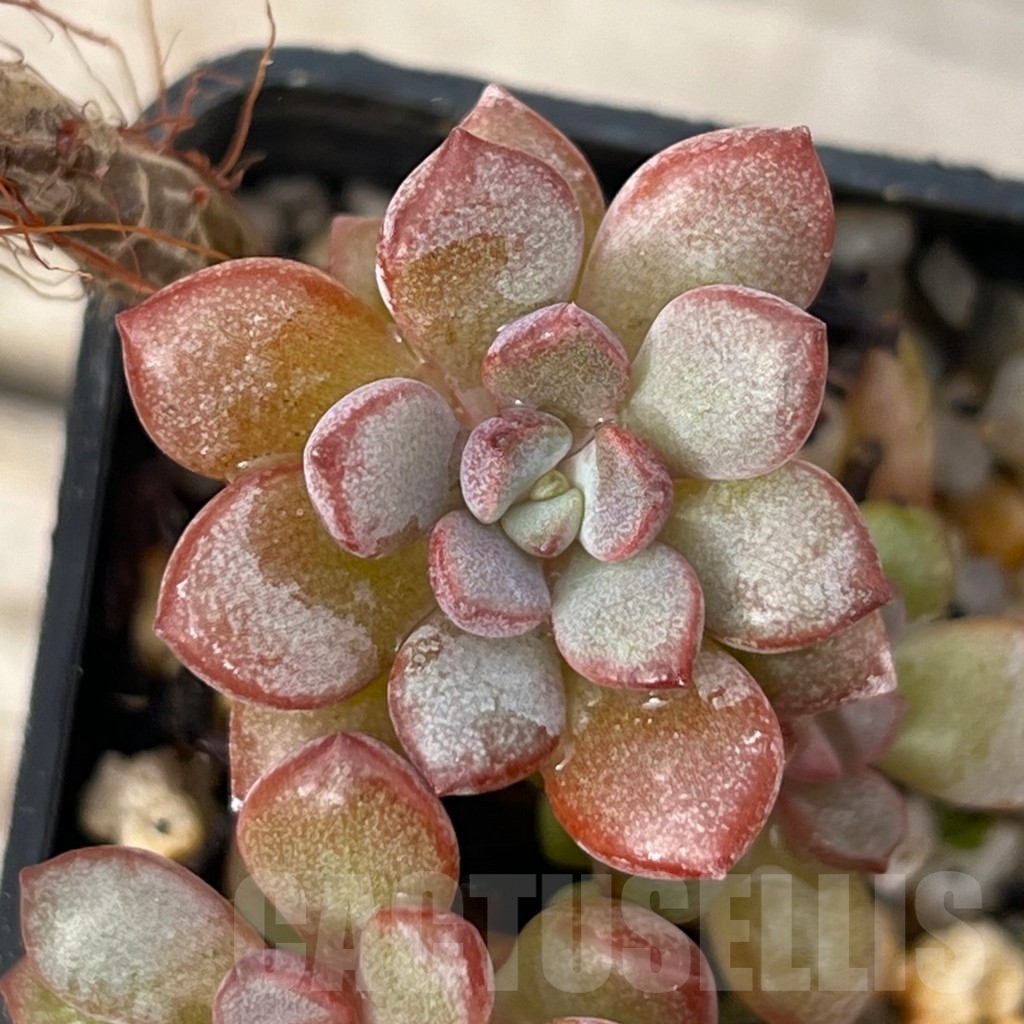 SHPR16219 Graptoveria 'Purple Dream'