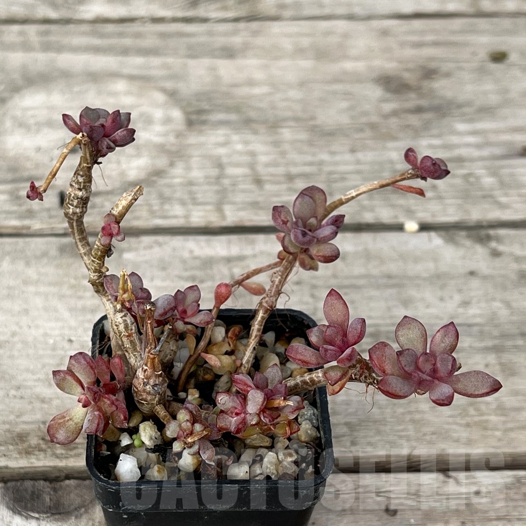 SHPR16220 Graptoveria 'Purple Dream' - immagine 2