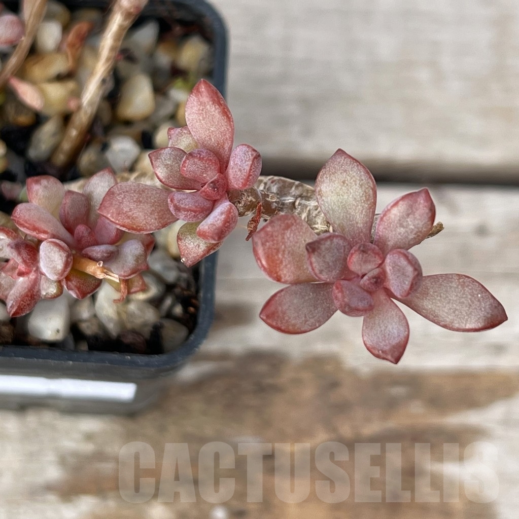 SHPR16220 Graptoveria 'Purple Dream'