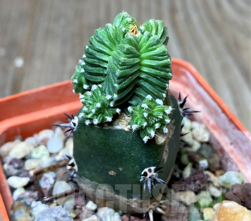 SHPR16184 Aztekium valdezii, grafted - Image 2