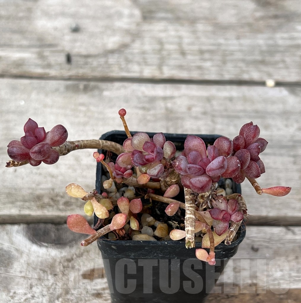 SHPR16221 Graptoveria 'Purple Dream' - Image 2