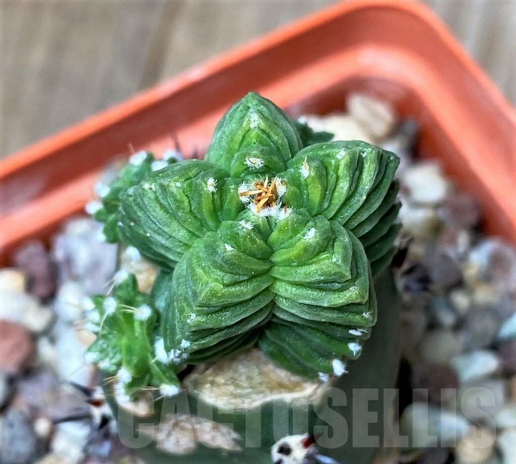 SHPR16184 Aztekium valdezii, grafted