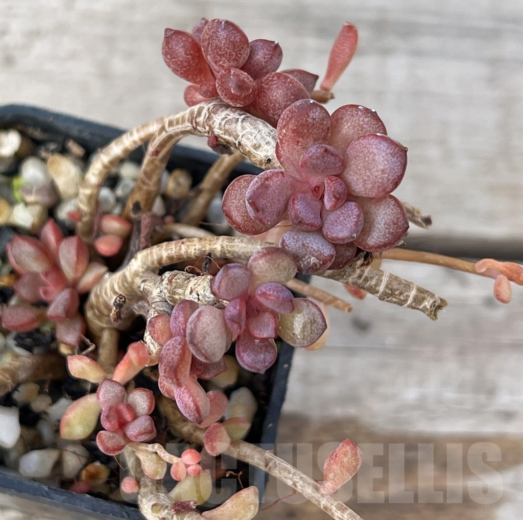 SHPR16221 Graptoveria 'Purple Dream'