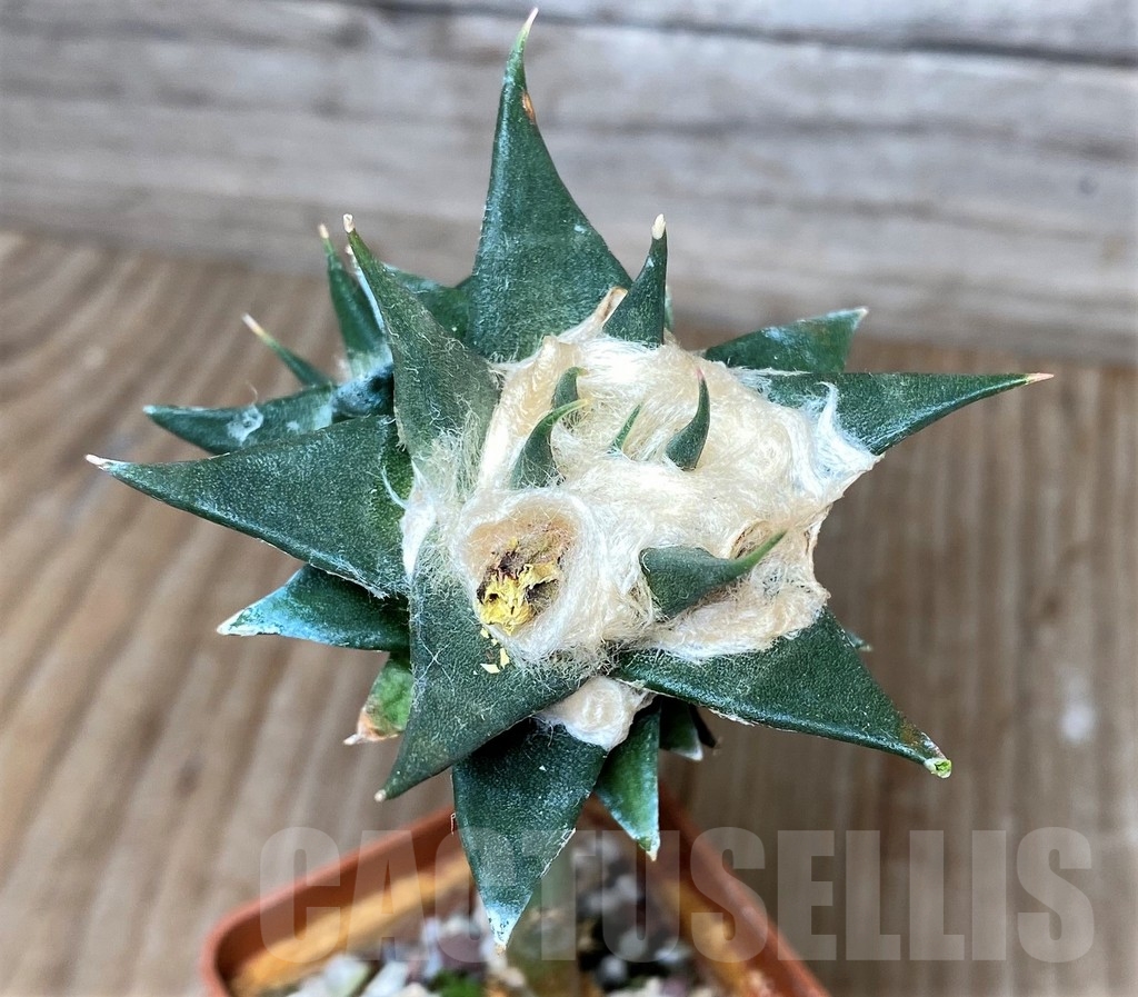 SHPR16185 Ariocarpus trigonus v. elongatus, grafted