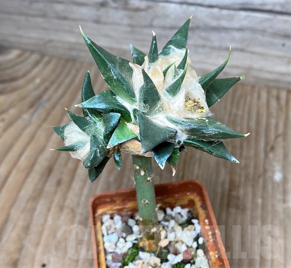 SHPR16185 Ariocarpus trigonus v. elongatus, grafted - Image 2