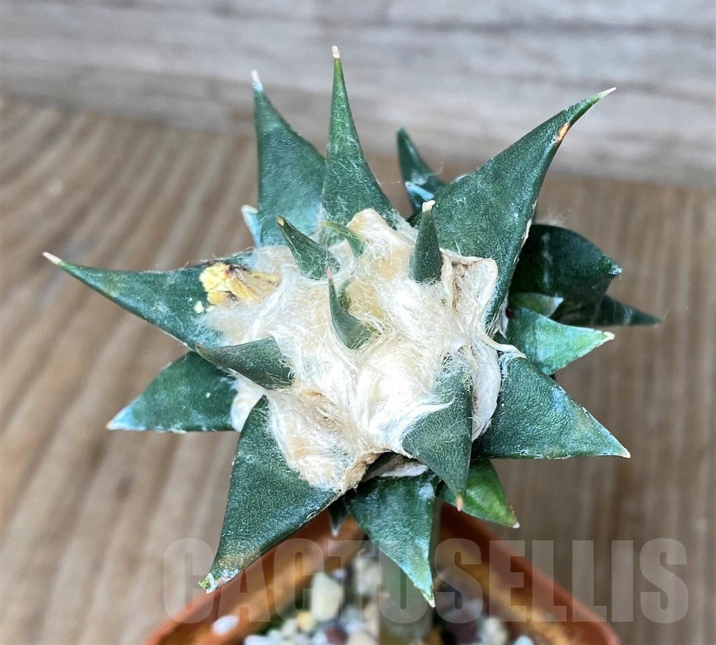 SHPR16185 Ariocarpus trigonus v. elongatus, grafted - Image 3