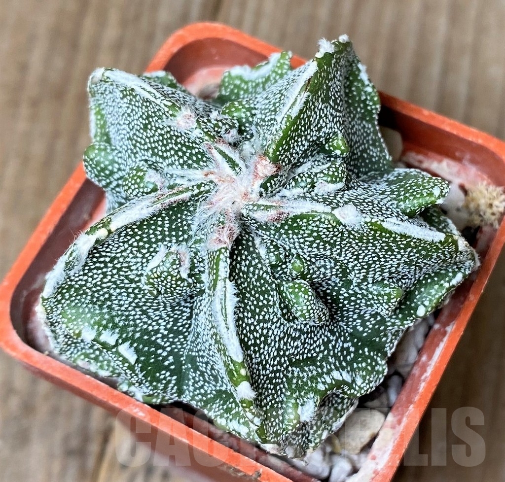 SHPR16187 Astrophytum myriostigma 'Fukuryu'