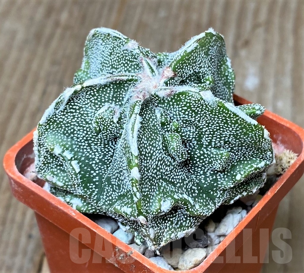 SHPR16187 Astrophytum myriostigma 'Fukuryu' - Image 2