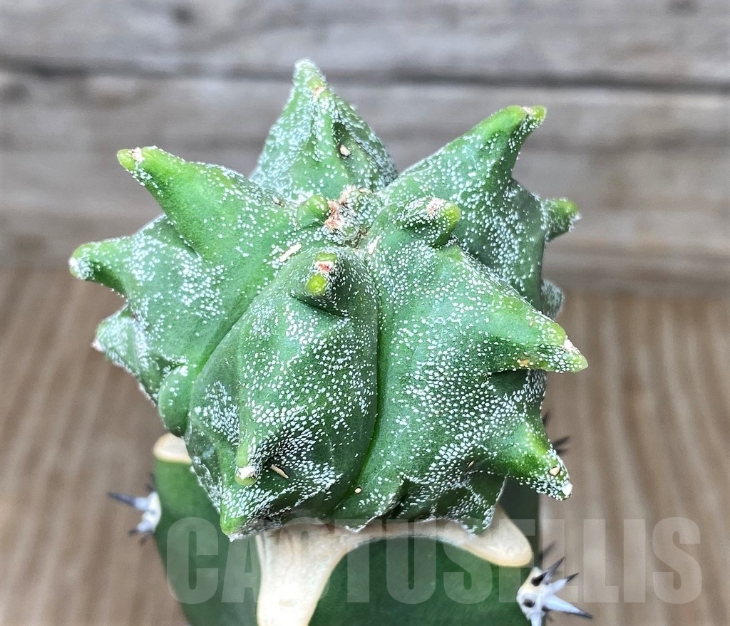 SHPR16188 Astrophytum myriostigma 'Kikko', grafted – Image 3