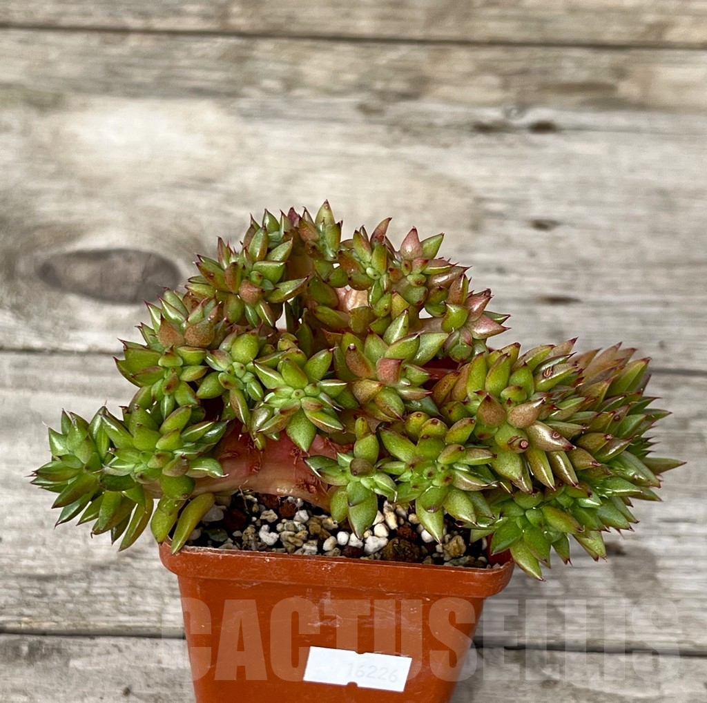 SHPR16226 Echeveria agavoides f. cristata