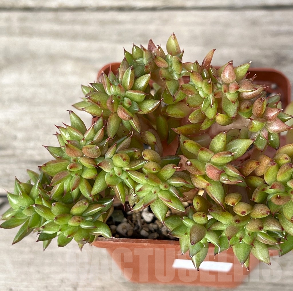 SHPR16226 Echeveria agavoides f. cristata - Image 2