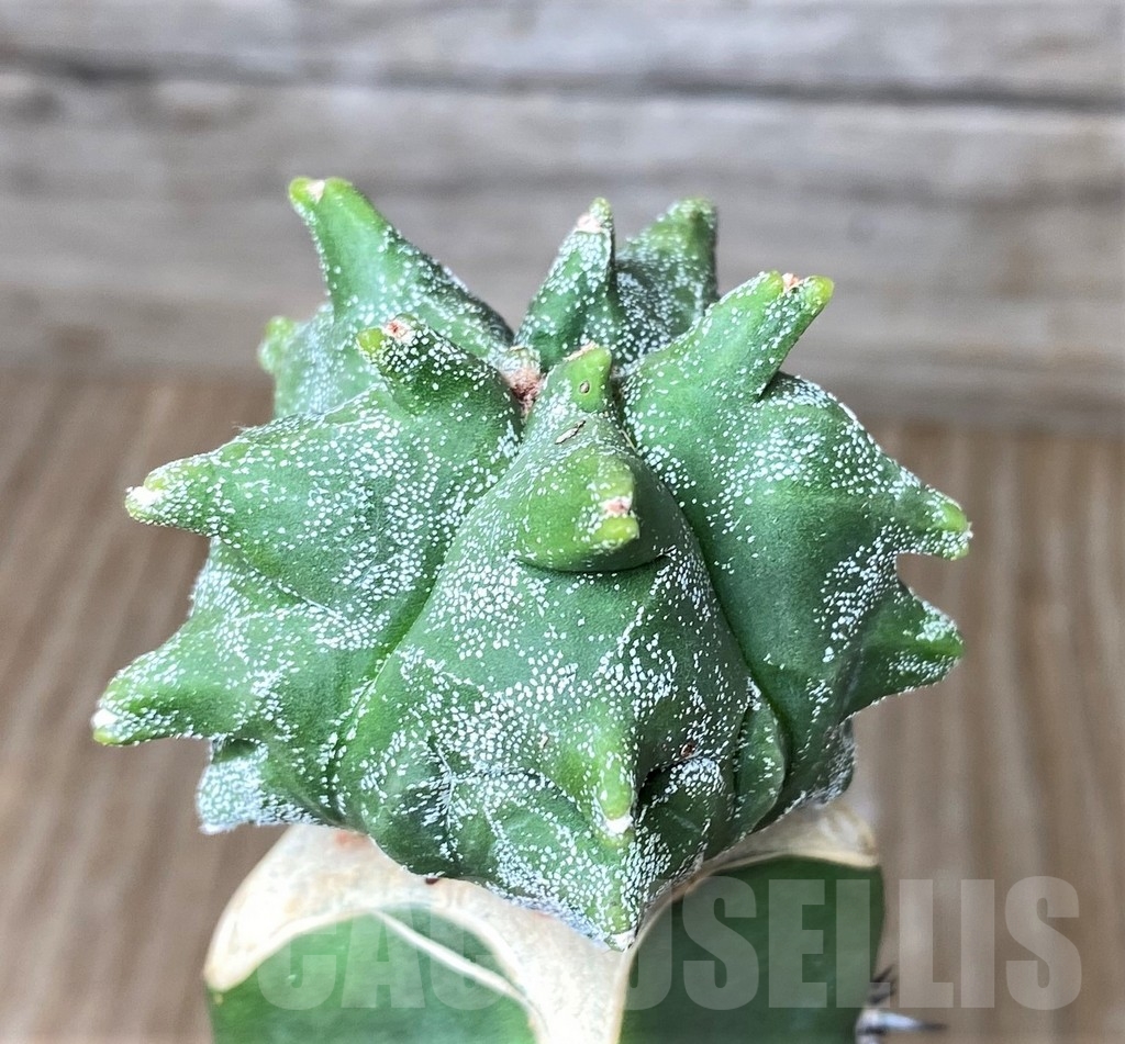 SHPR16188 Astrophytum myriostigma 'Kikko', grafted