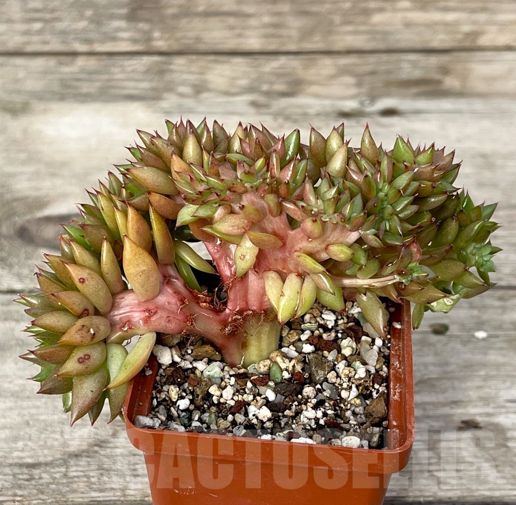 SHPR16226 Echeveria agavoides f. cristata - Image 3