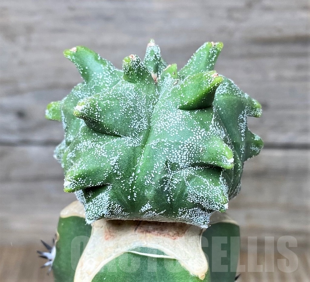 SHPR16188 Astrophytum myriostigma 'Kikko', grafted – Image 2