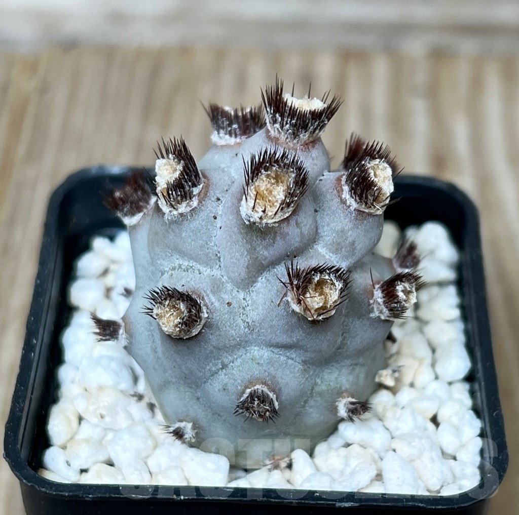 SHPR16265 Tephrocactus geometricus f. inermis