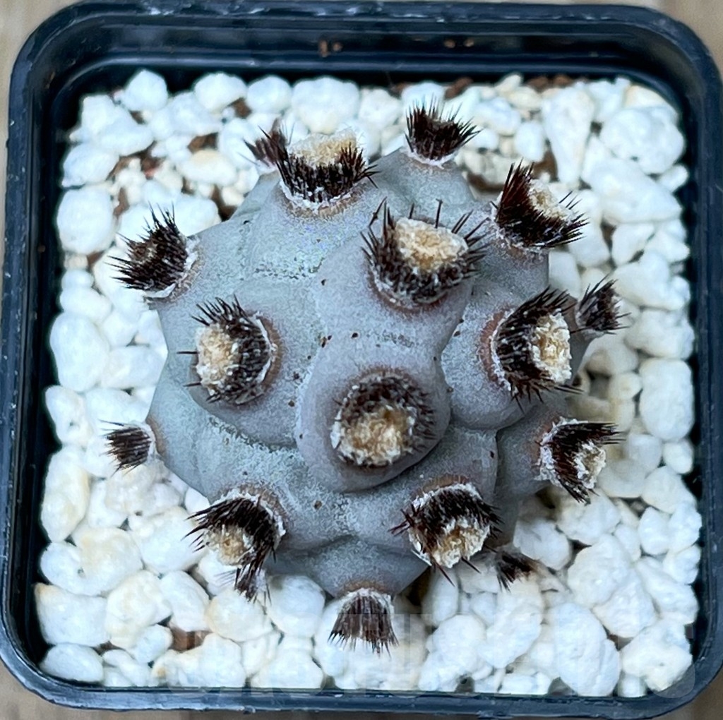 SHPR16265 Tephrocactus geometricus f. inermis - immagine 2