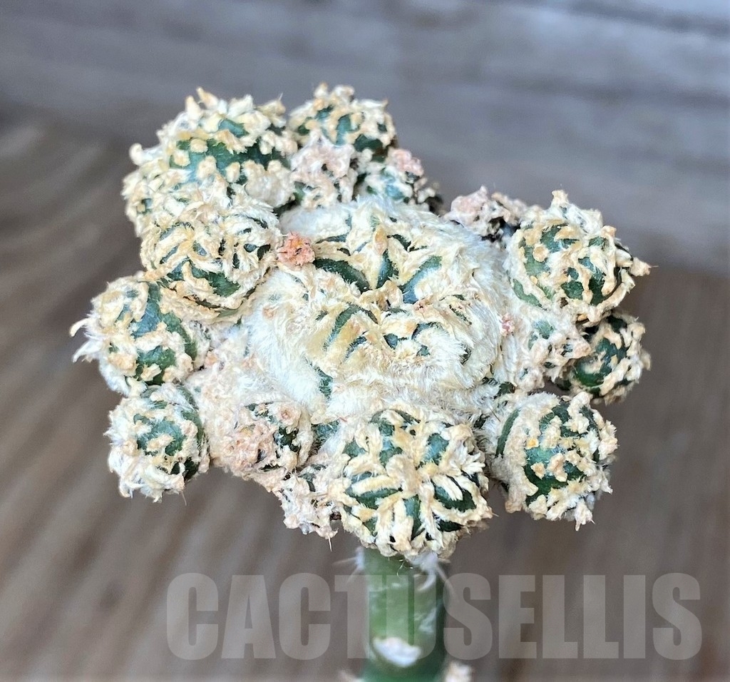 SHPR16189 Astrophytum asterias 'Super Kabuto' V-type f. monstrosa, grafted