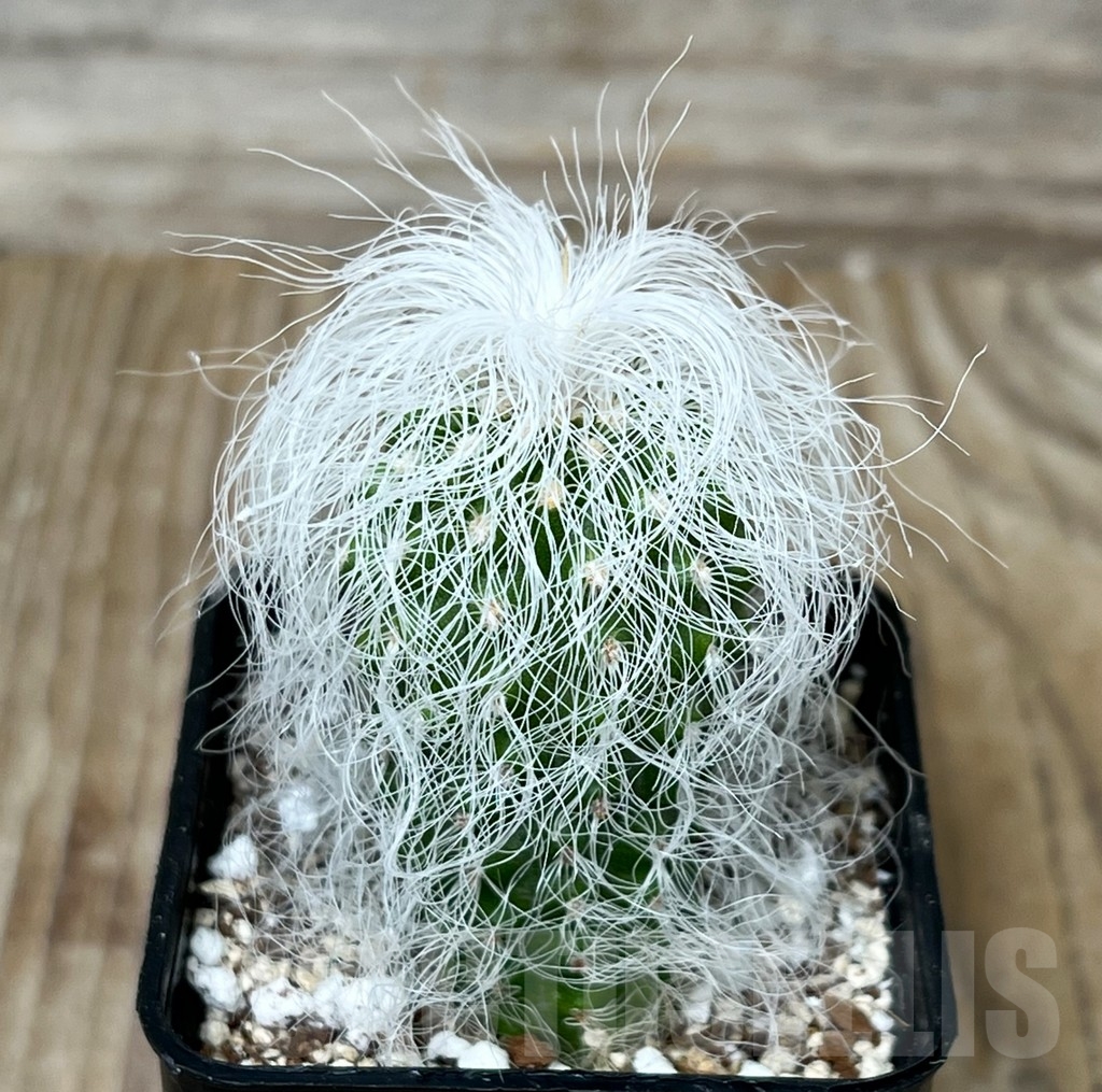 SHPR16266 Cephalocereus senilis