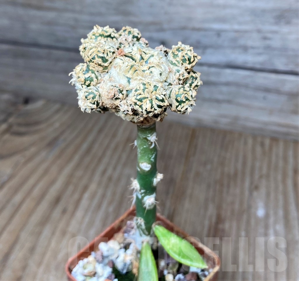 SHPR16189 Astrophytum asterias 'Super Kabuto' V-type f. monstrosa, grafted – Image 2