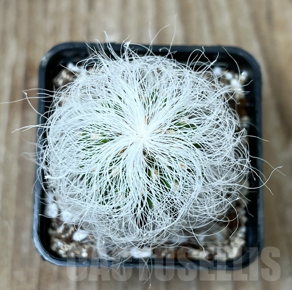 SHPR16266 Cephalocereus senilis – Image 2