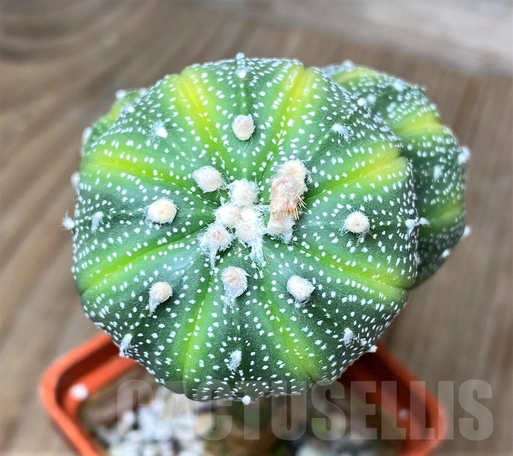 SHPR16190 Astrophytum asterias 'Lime Green'