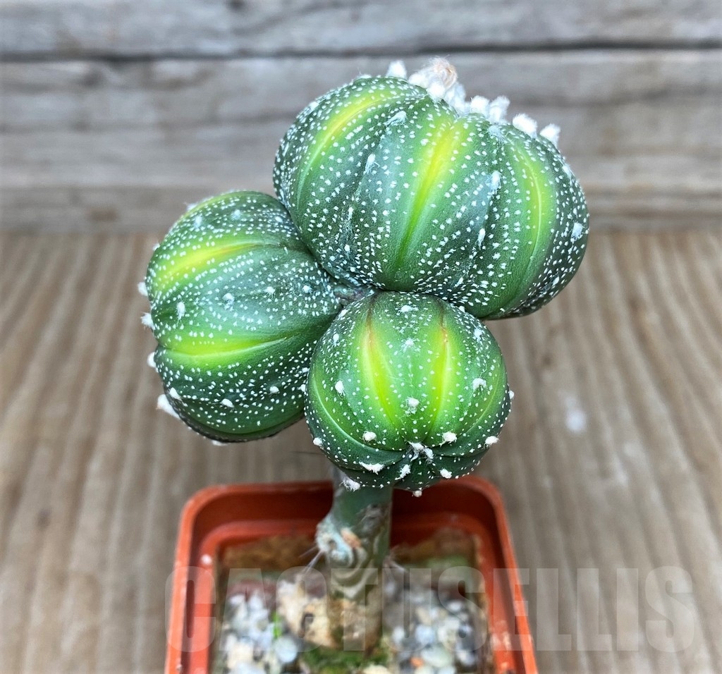 SHPR16190 Astrophytum asterias 'Lime Green' - Image 2