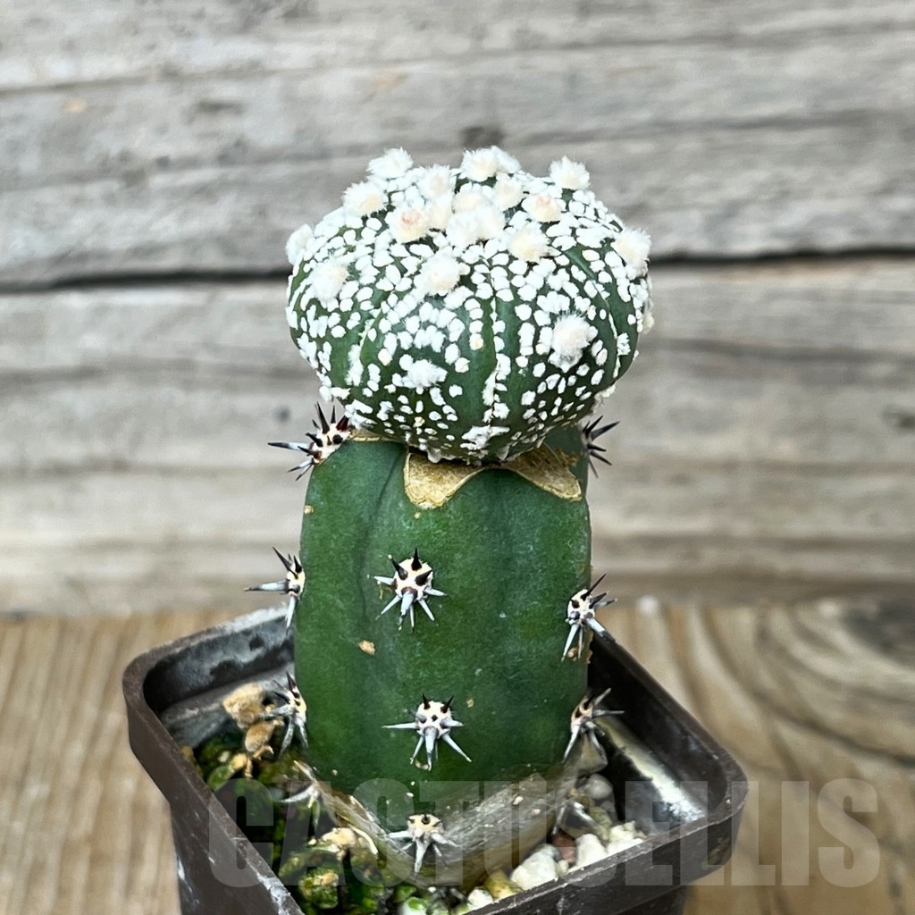 SHPR16269 Astrophytum 'Super Kabuto' , grafted - Image 2