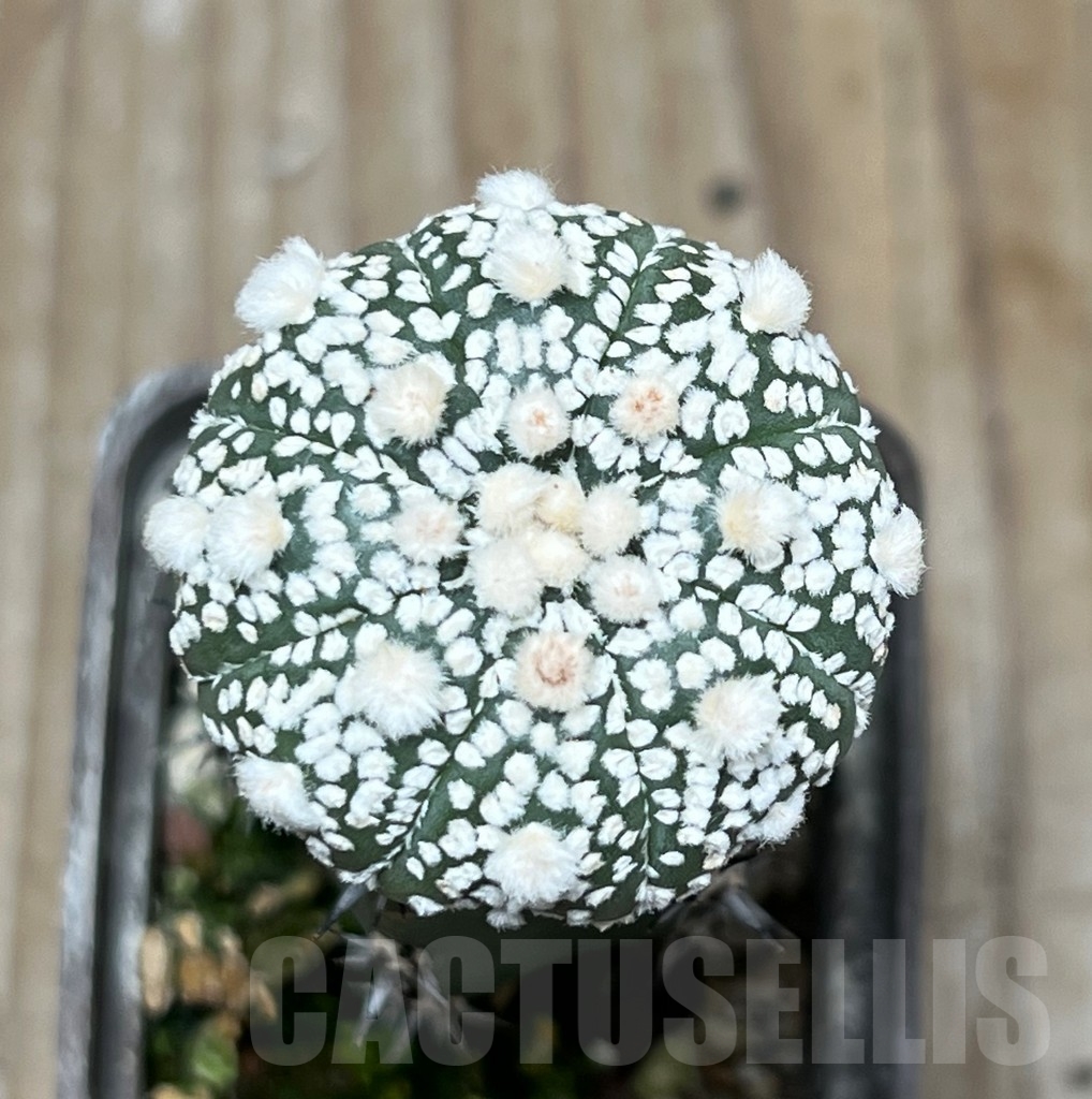 SHPR16269 Astrophytum 'Super Kabuto' , grafted