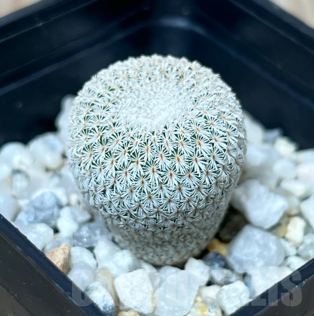 SHPR16273 Epithelantha unguispina VH 408 - 画像 (2)