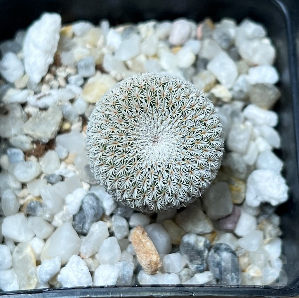SHPR16273 Epithelantha unguispina VH 408