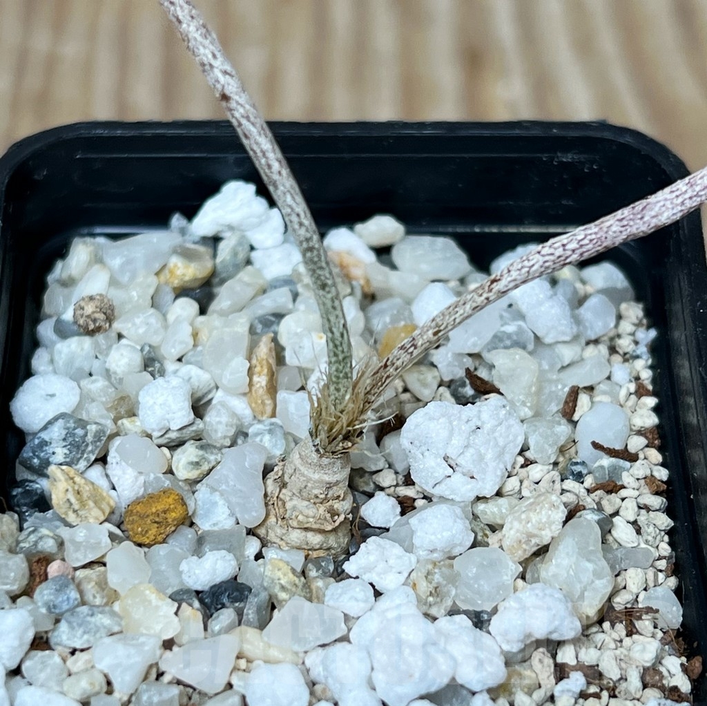 SHPR16274 Astrophytum digitostigma caput-medusae – Bild 2