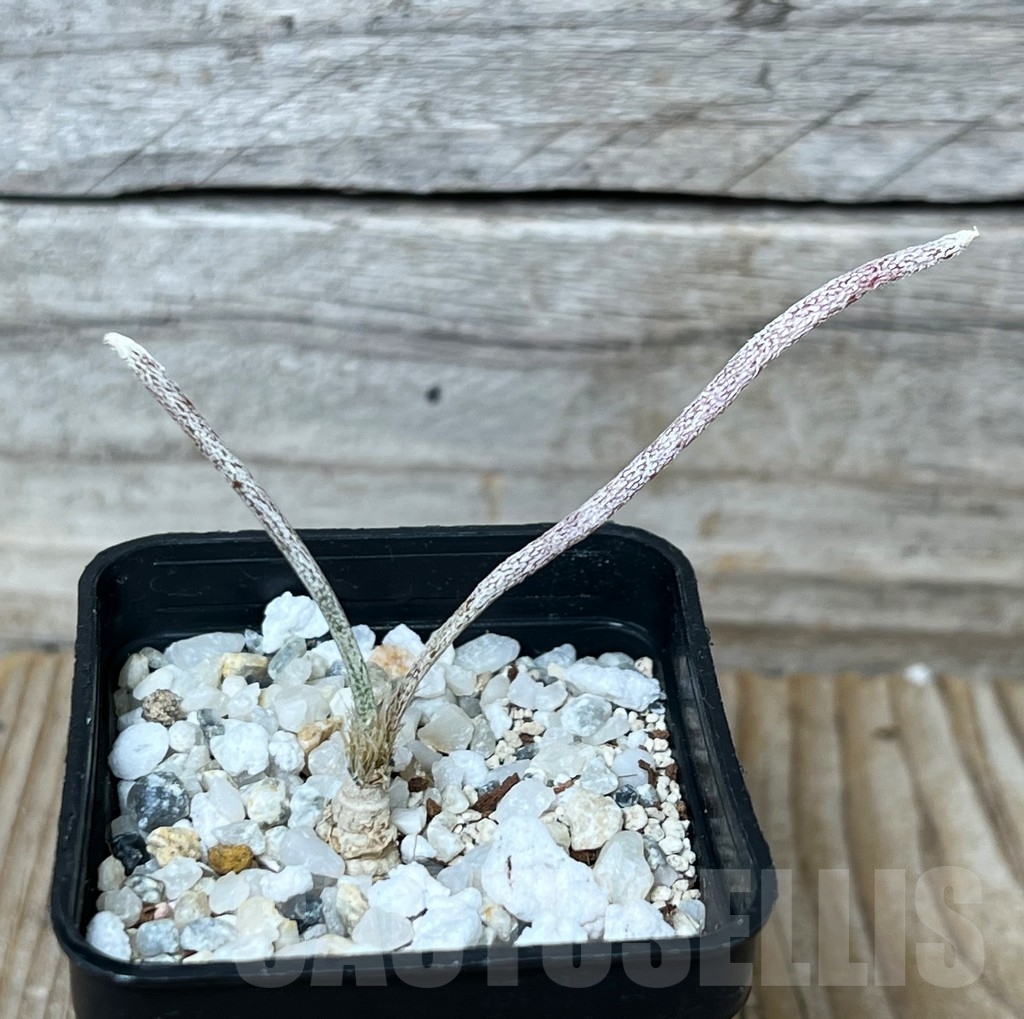 SHPR16274 Astrophytum digitostigma caput-medusae