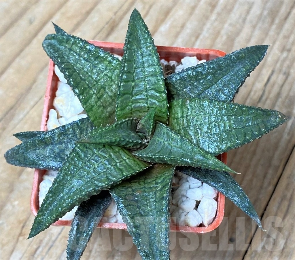SHPR16246 Haworthia tessellata x koelmaniorum - Image 2