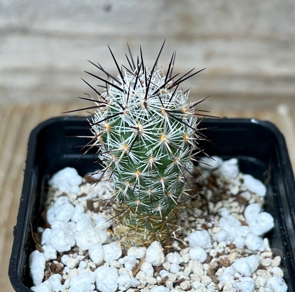 SHPR16275 Neolloydia conoidea