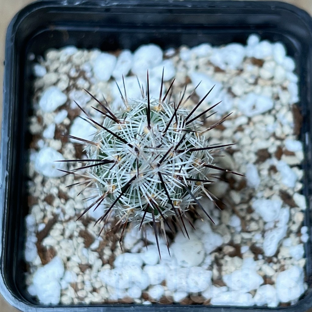 SHPR16275 Neolloydia conoidea - Image 2