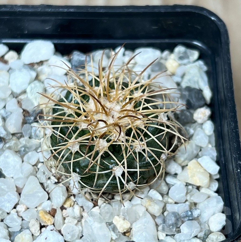 SHPR16277 Discocactus bahiensis v. gracilis MH 637 - Image 2