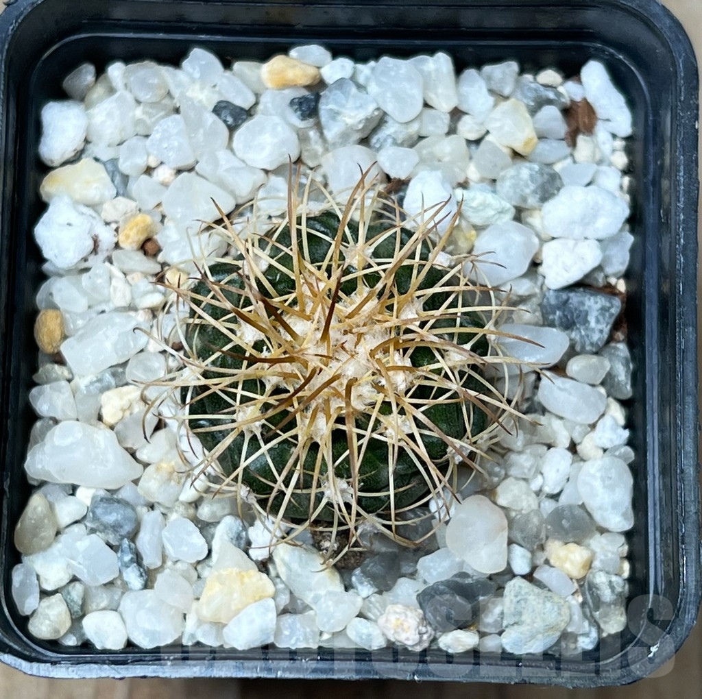 SHPR16277 Discocactus bahiensis v. gracilis MH 637