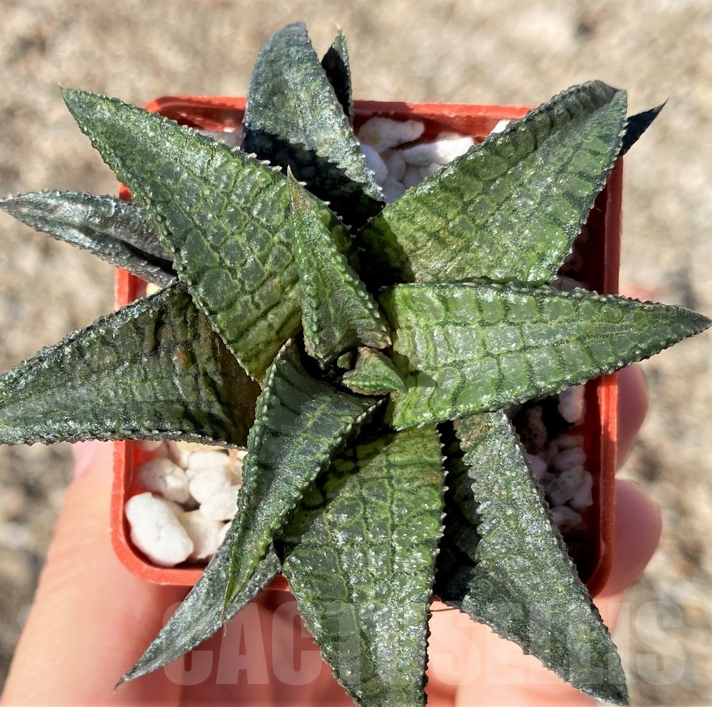 SHPR16246 Haworthia tessellata x koelmaniorum