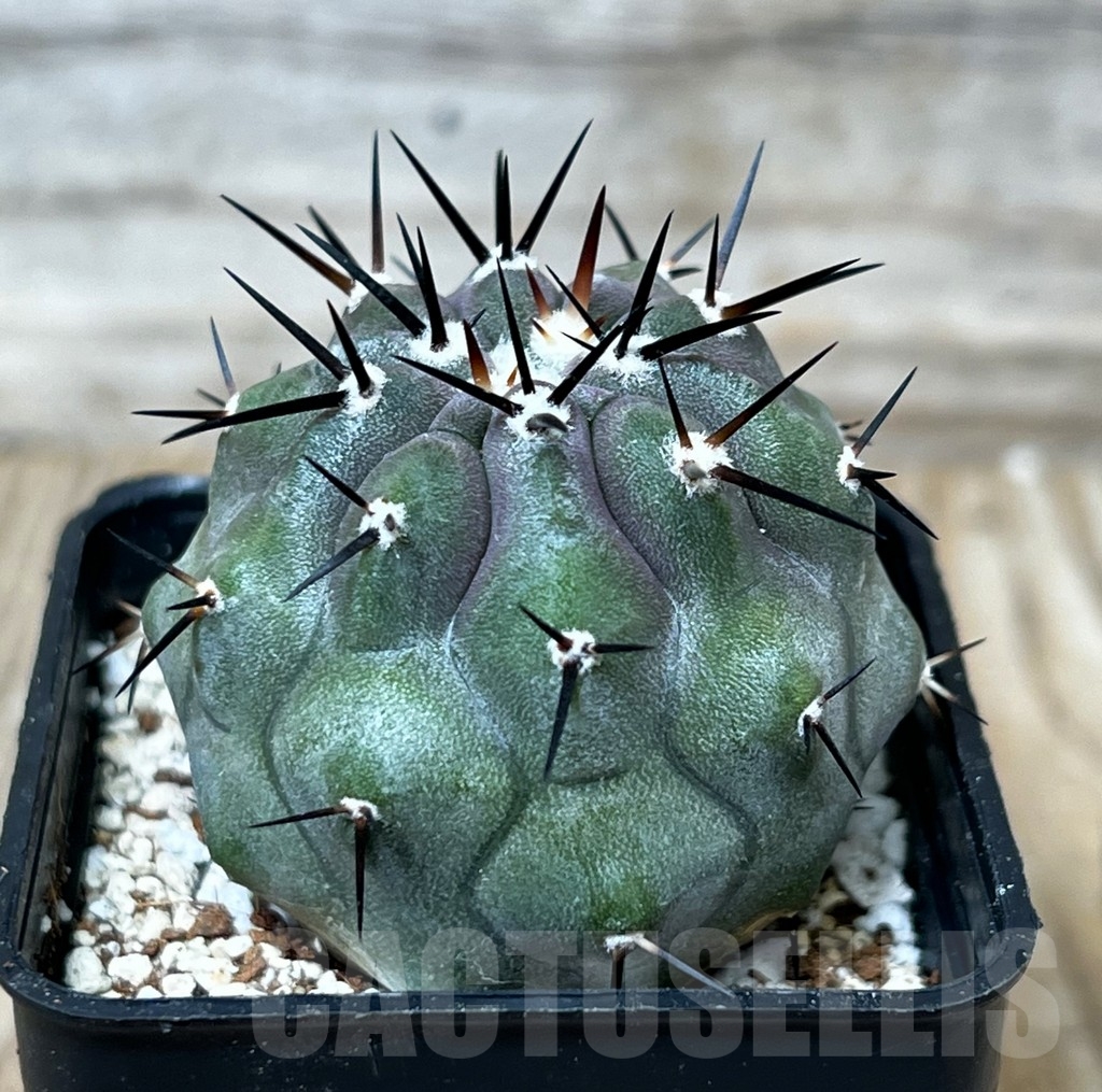 SHPR16278 Copiapoa cinerea