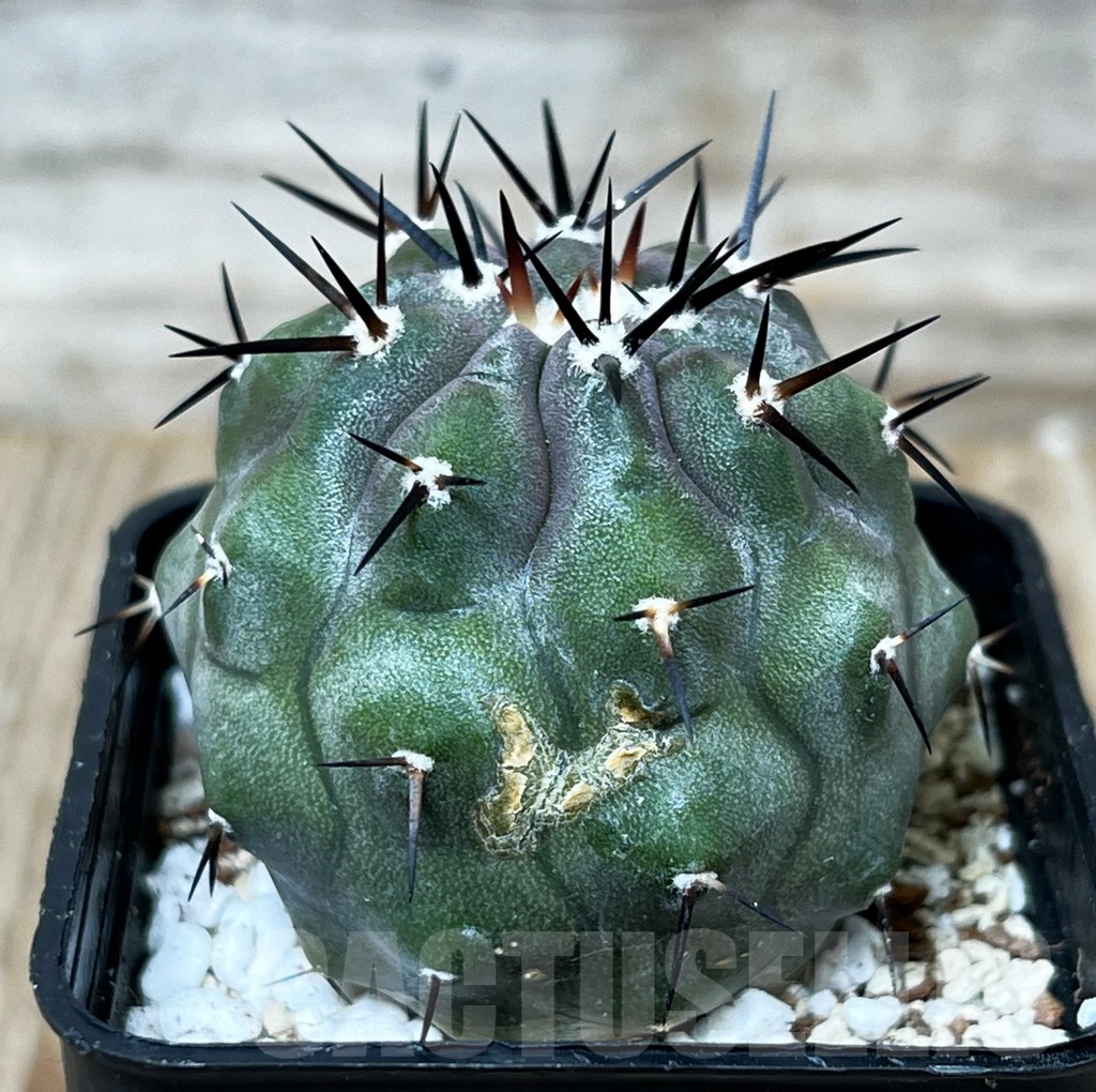 SHPR16278 Copiapoa cinerea - 画像 (3)