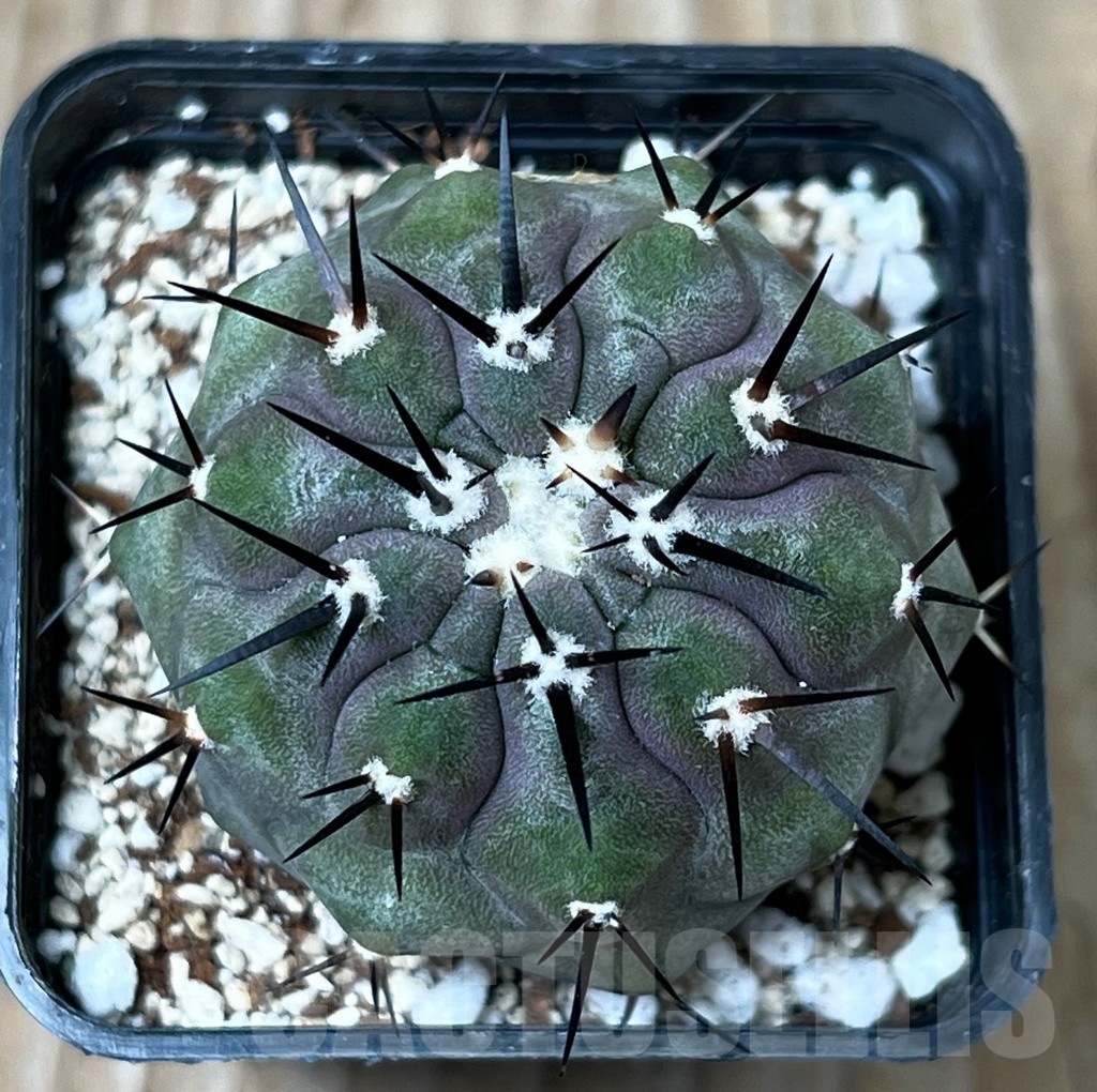 SHPR16278 Copiapoa cinerea - 画像 (2)