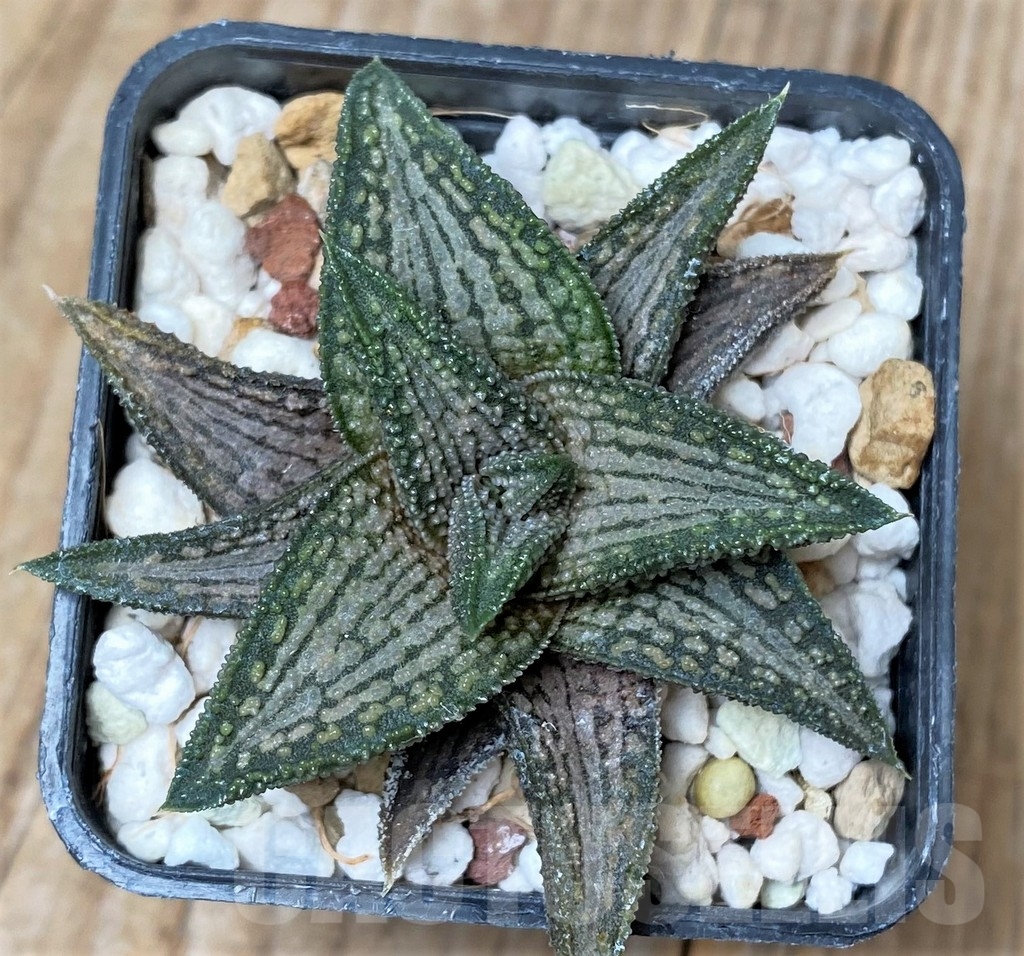 SHPR16248 Haworthia ‘Kintaikyo’ - immagine 2