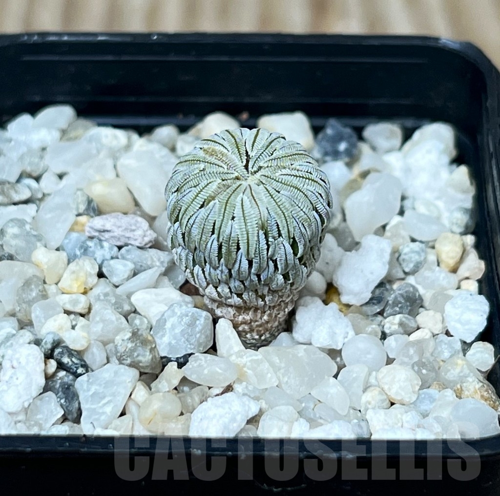 SHPR16279 Pelecyphora aselliformis - 画像 (2)