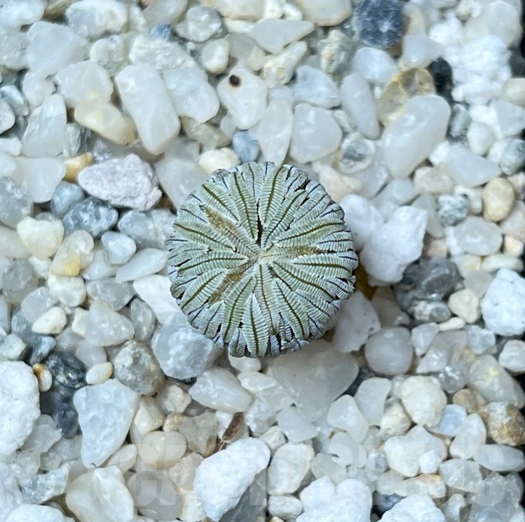 SHPR16279 Pelecyphora aselliformis