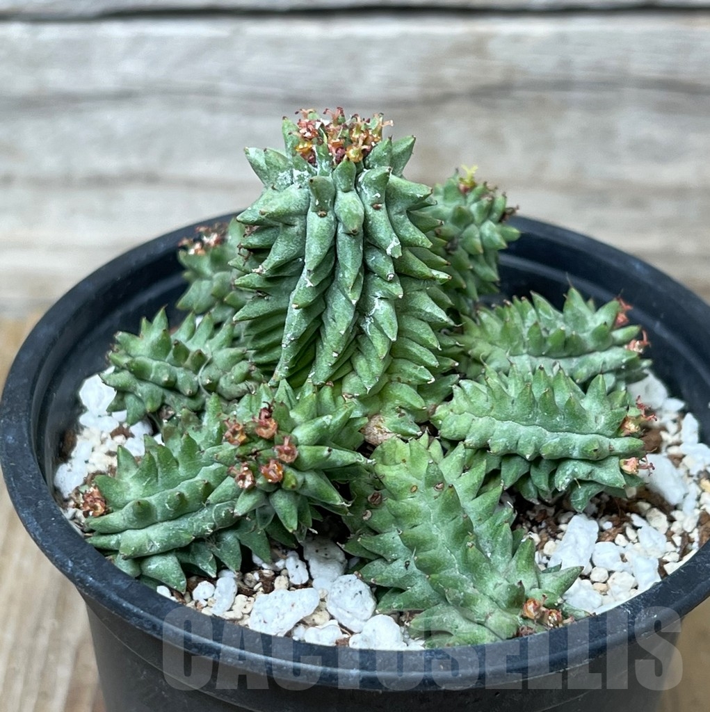 SHPR16280 Euphorbia susannae