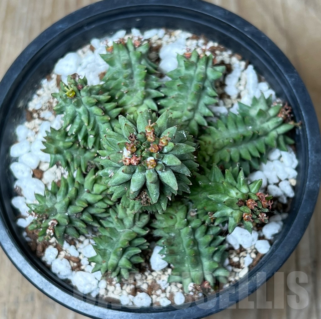 SHPR16280 Euphorbia susannae - Image 2